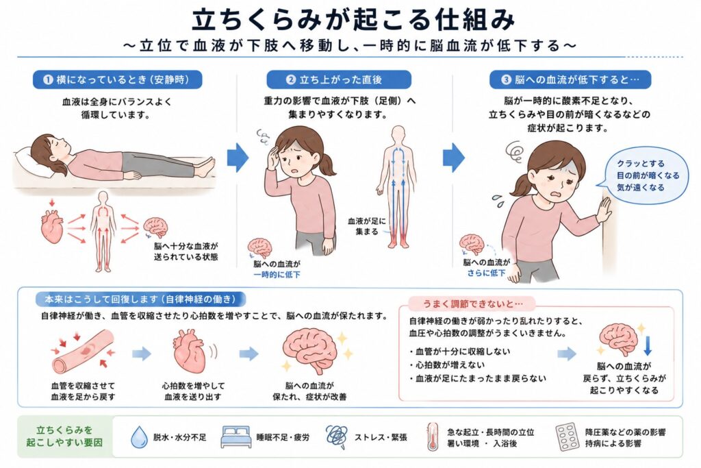 立ちくらみの原因と仕組みを解説したイラスト。立ち上がると血液が足に集まり、一時的に脳血流が低下して立ちくらみが起こる様子と、自律神経による血圧・心拍数の調節をわかりやすく示した図。
