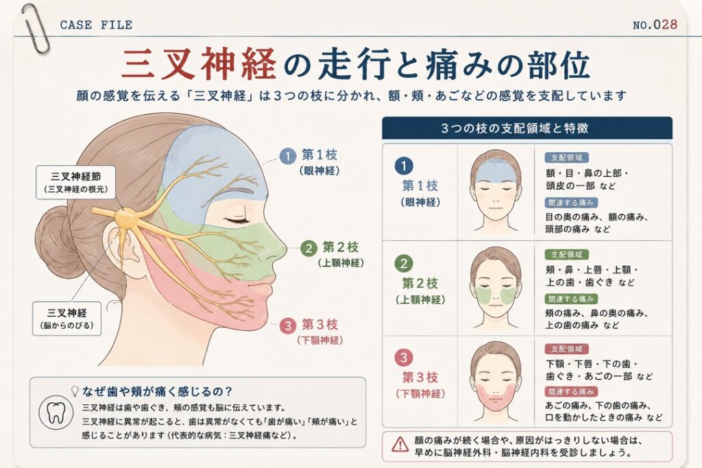 三叉神経の走行と痛みの部位を示す図。第1枝（眼神経）は額・目、第2枝（上顎神経）は頬・上顎、第3枝（下顎神経）は下顎・あご周辺に分布
