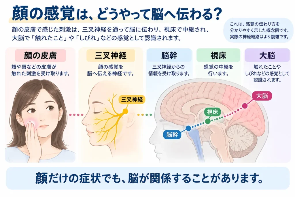 顔の感覚が三叉神経から脳幹、視床を経て大脳へ伝わる大まかな流れを示した図解。顔だけのしびれでも、脳の感覚経路が関係する場合があることを説明している。